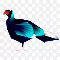 鸟杰曼的孔雀-野鸡、孔雀、喙、羽毛-孔雀