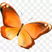 蝴蝶橙色昆虫绘图-蝴蝶