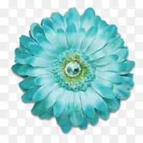 花蓝色水花色茶-非洲菊