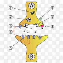 化学突触神经元突触囊泡轴突神经元