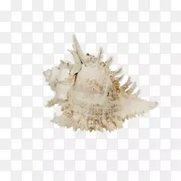 海螺岸海贝壳