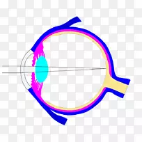 人眼虹膜