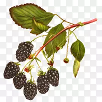 白色黑莓水果夹艺术-覆盆子