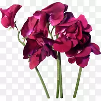切花紫红色蔷薇科盆栽叶