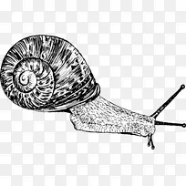 腹足蜗牛画夹艺术-蜗牛