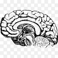 颅脑外伤脑标测人脑-脑