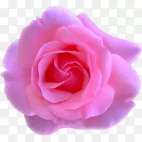 花园玫瑰，蜈蚣玫瑰，花瓣-玫瑰