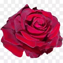 红花花园玫瑰粉红色-奥利维亚王尔德