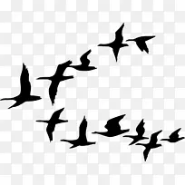 鸟群迁徙鹅夹艺术-乌鸦