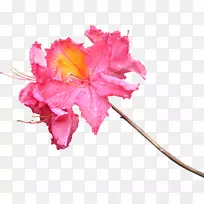 花朵摄影粉红色樱花