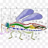 昆虫循环系统血淋巴昆虫形态循环系统蟑螂