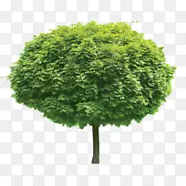 树木剪贴画-绿树