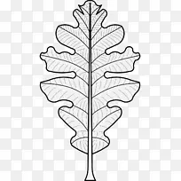 叶植物茎纹章剪贴画.橡木