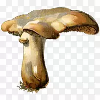 蘑菇植物学插图真菌-蘑菇