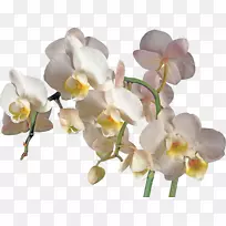 兰花剪贴画-兰花