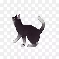 猫须食肉信天翁