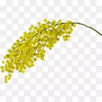 巴西相思(Acacia Pycnantha)蜡、相思、含羞草、剪贴画-鳟鱼