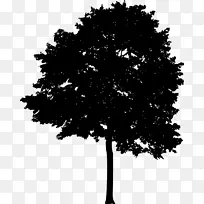 树光木本植物轮廓-树木轮廓