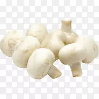 普通香菇食用菌素菇