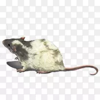 鼠、鼠
