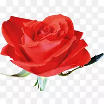 花红植物花园玫瑰海滩玫瑰-红玫瑰