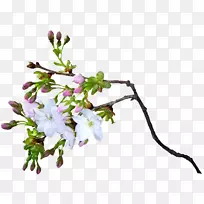 花卉动画-樱花