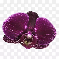 紫丁香艺术品红紫色康乃馨