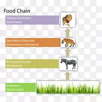 食物链生物能流食物链生态链