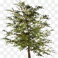 木本植物枝条