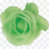 绿色花园玫瑰切花白玫瑰