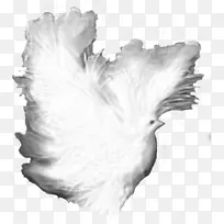 黑白单色摄影鸽子作为符号.鸽子