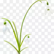 花芽植物茎剪艺术-春花