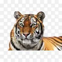 西伯利亚虎科尔切斯特动物园咆哮猫虎