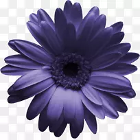 德兰士瓦雏菊格式菊花剪贴画-紫花