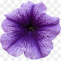 花瓣紫花