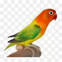 菲舍尔的爱鸟，卢蒂诺红脸的爱鸟，突变的黄色领口的爱鸟-爱的鸟