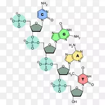 转移RNA DNA核酸结构