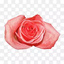 花粉色花园玫瑰海滩玫瑰科-蔷薇