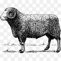 公共领域绵羊剪贴画-绵羊