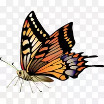 蝴蝶画夹艺术-昆虫