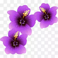 花紫纸植物-花泉