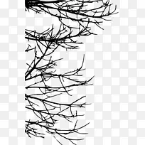 树枝枝条轮廓画-树透明