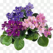 非洲紫罗兰房花色紫罗兰