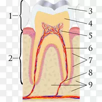 牙髓覆盖矿物三氧化二聚体牙本质治疗-牙齿
