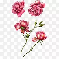 花园玫瑰剪贴画-粉红色玫瑰