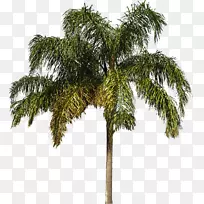 槟榔科木本植物灌木-棕榈树