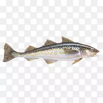 大西洋鳕鱼阿拉斯加鳕鱼