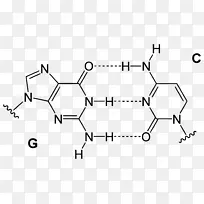 碱基对胞嘧啶腺嘌呤鸟嘌呤dna