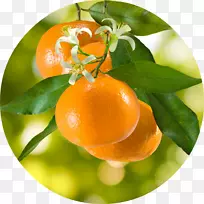 橘子、芦荟.香精油