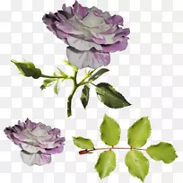 花园玫瑰，花静物：粉红色玫瑰，蜈蚣玫瑰，紫罗兰-粉红色玫瑰
